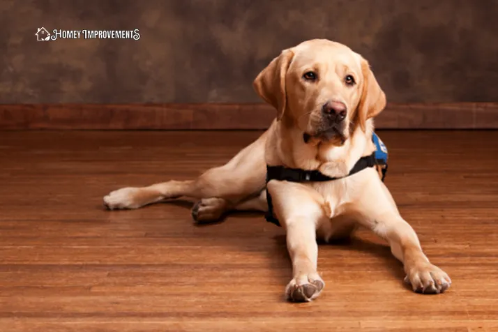 Bamboo Flooring for Dog