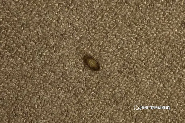 Carpet Beetle