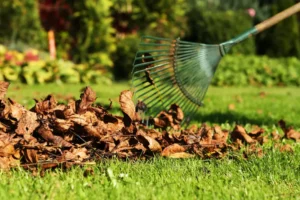 Clean old leaves from garden yard