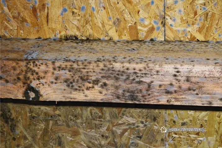 Detecting Mold on Wood