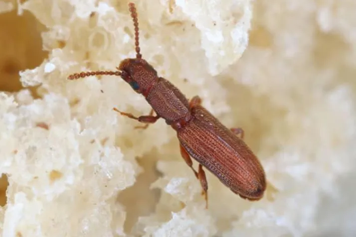 Drugstore Beetles