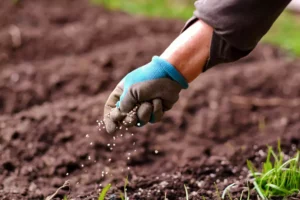 fertilizing the garden