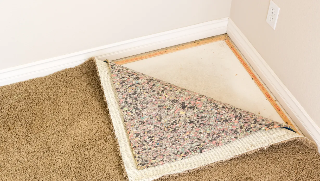 Get Mold Out of Your Carpet