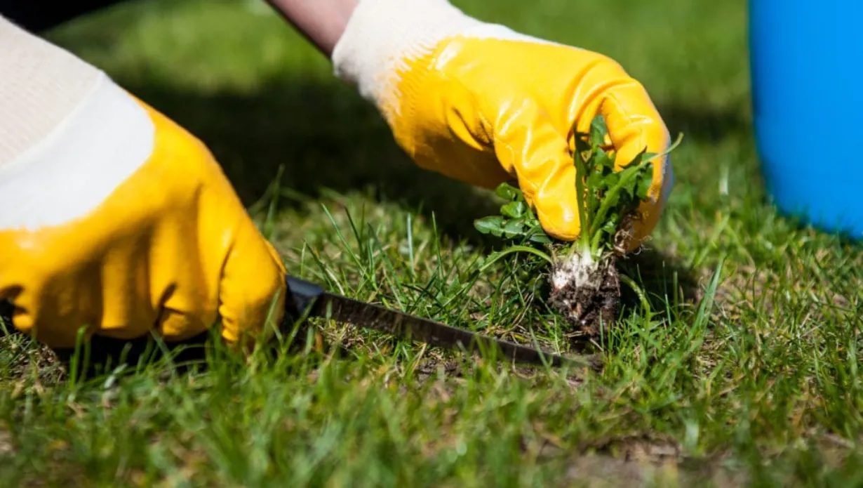 Get Rid of Weeds from a Lawn