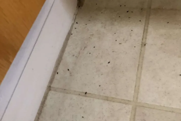 Getting Rid of Drugstore Beetles in Bathroom