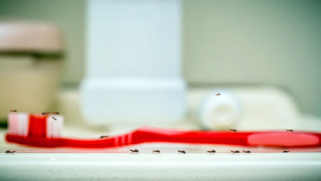 ants crawling on the tooth brush