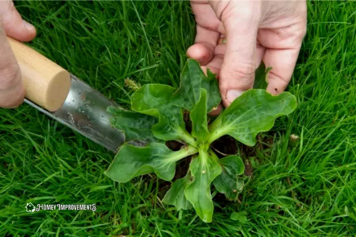 Identify your Lawn Weeds