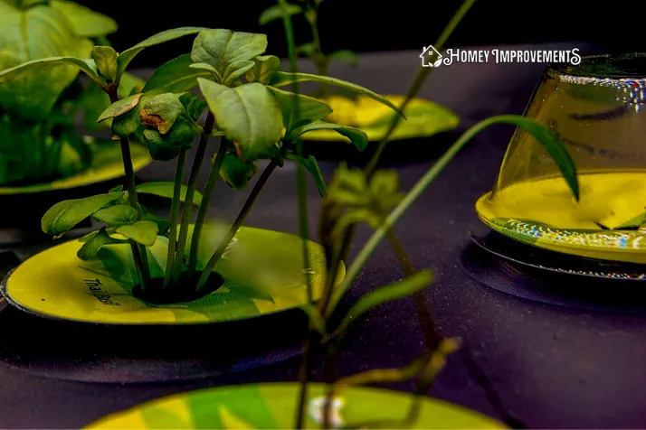 Indoor Herb Garden