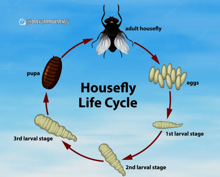 life cycle of house fly