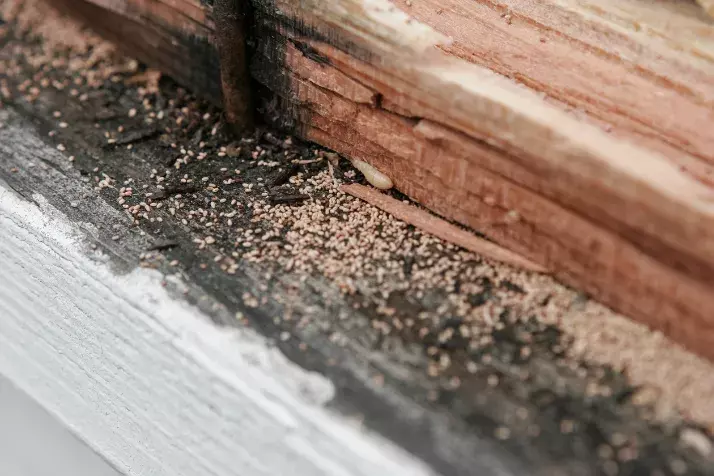 Maggot Infestation in kitchen