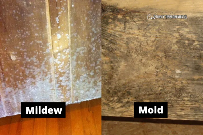 Mildew and Mold