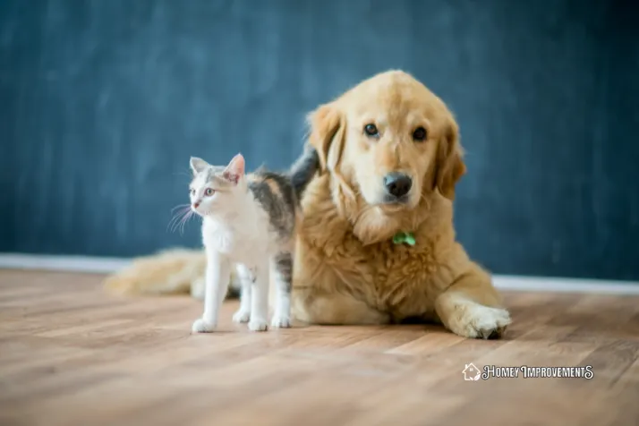 Pets on floors