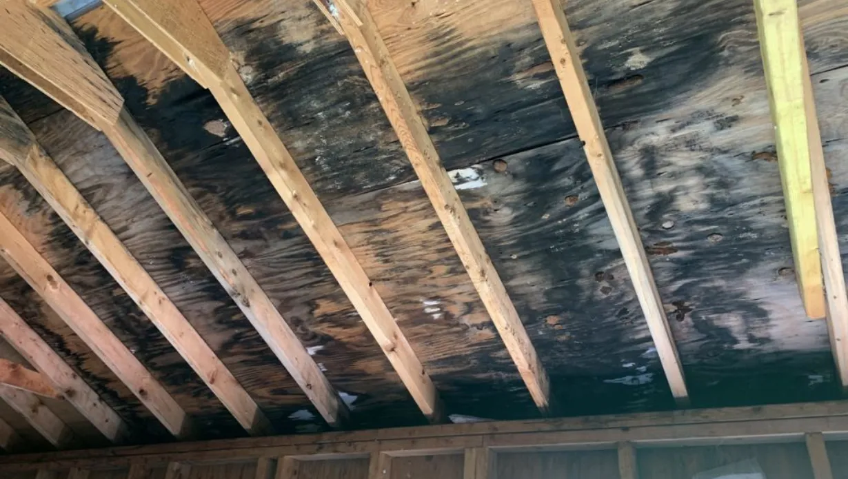 Remove Mold from Wood