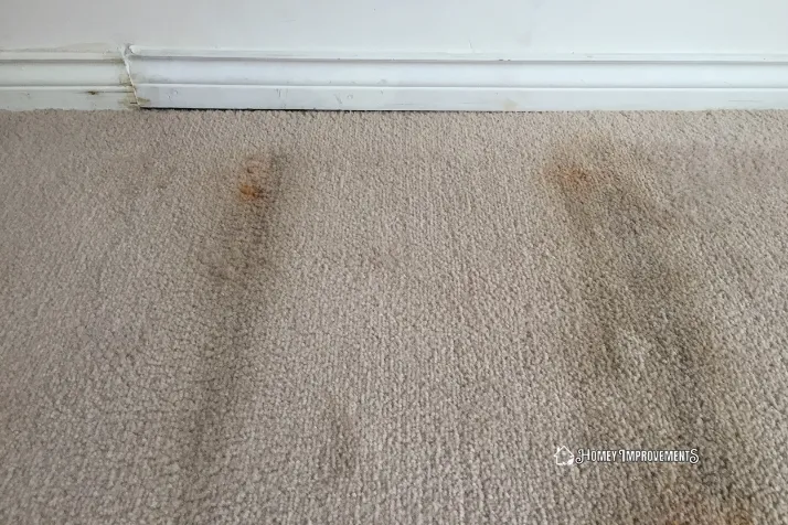 Removing Mold from carpet