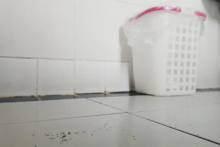 Stop Any Bugs from Coming into Your Bathroom