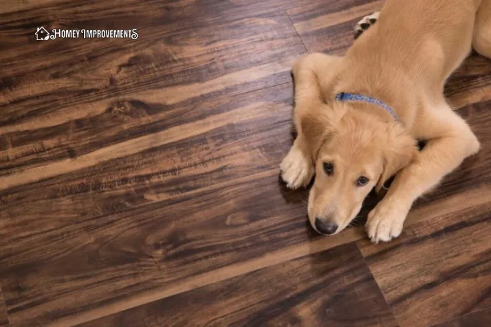 Vinyl Flooring for Dog